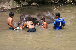 Mae Tang - Elephant Care