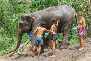 Chiang Mai - Elephant Care