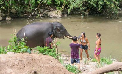 Chiang Mai - Olifanten Verzorgen