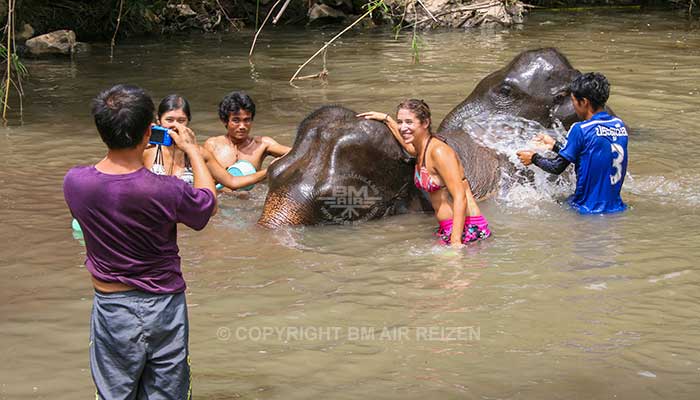 Mae Tang - Elephant Care