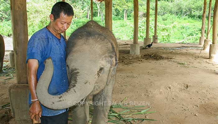 Mae Tang - Elephant Care