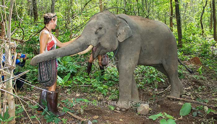Mae Tang - Elephant Care