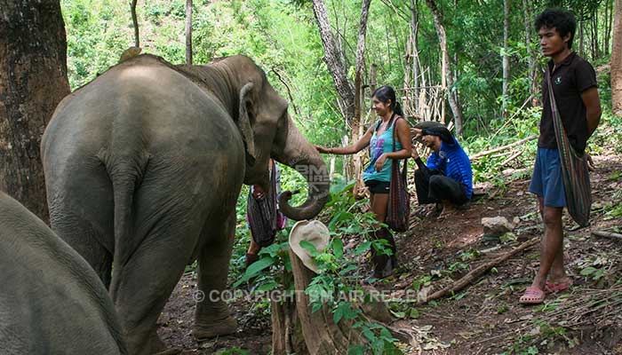 Mae Tang - Elephant Care