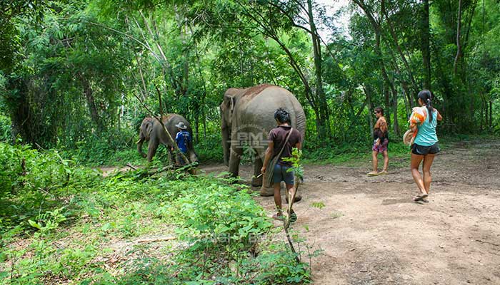 Mae Tang - Elephant Care
