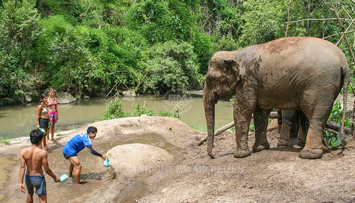 Mae Tang - Elephant Care