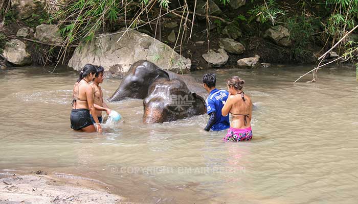 Mae Tang - Elephant Care