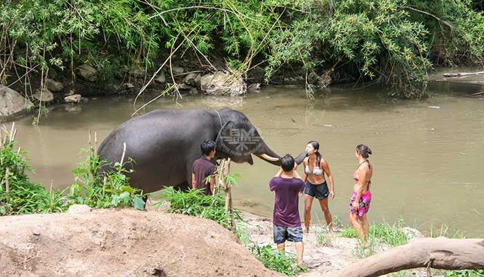 Mae Tang - Elephant Care