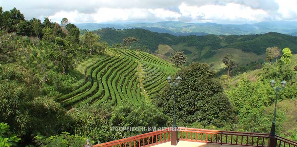 Doi Mae Salong