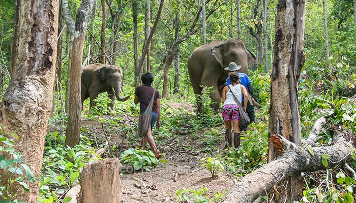 Mae Tang - Elephant Care