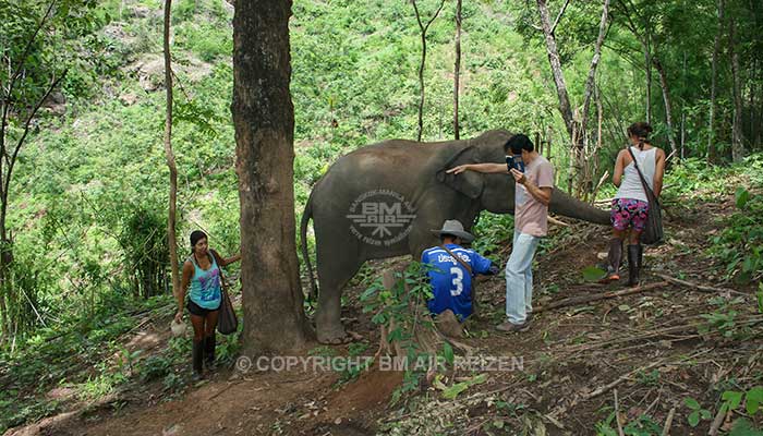 Mae Tang - Elephant Care