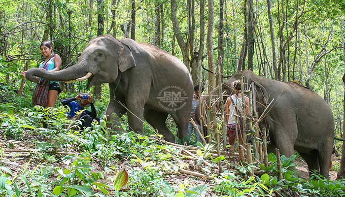 Mae Tang - Elephant Care