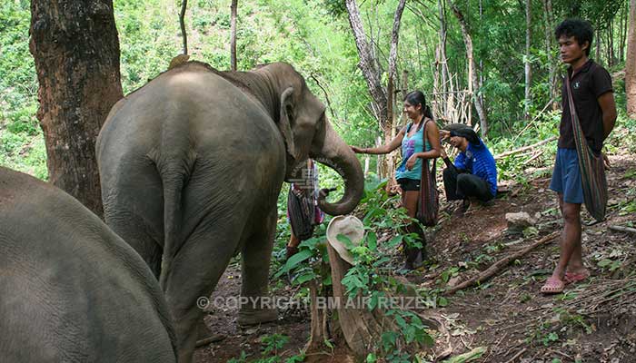 Mae Tang - Elephant Care