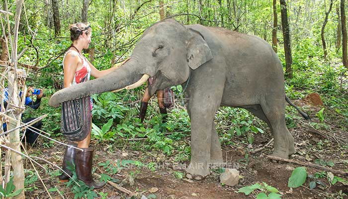 Mae Tang - Elephant Care