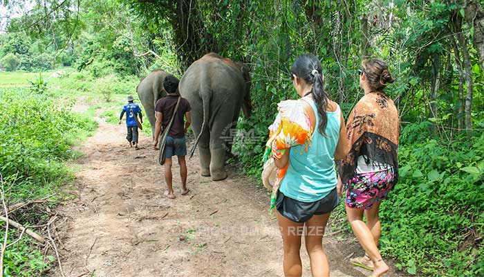 Mae Tang - Elephant Care