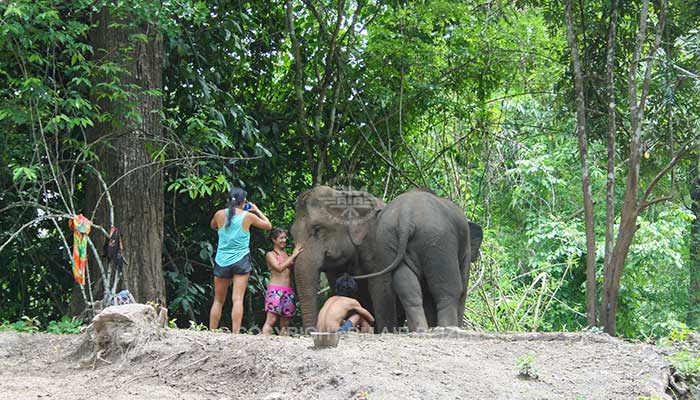 Mae Tang - Elephant Care