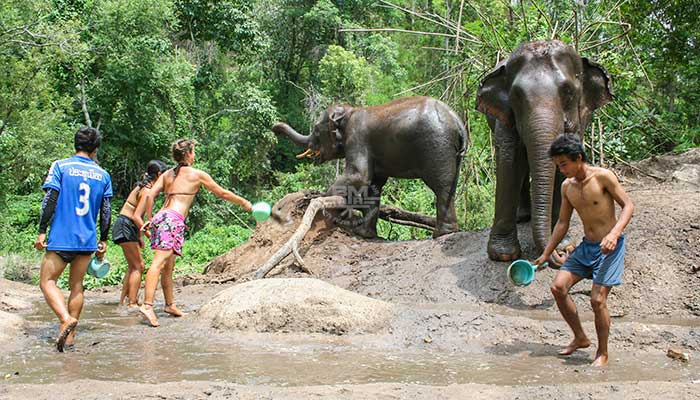 Mae Tang - Elephant Care