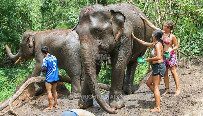 Mae Tang - Elephant Care