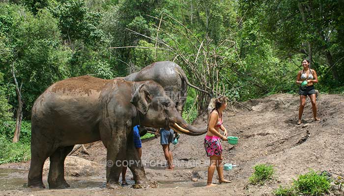 Mae Tang - Elephant Care