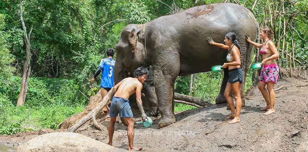 Mae Tang - Elephant Care