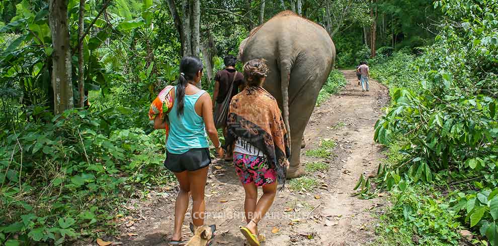 Mae Tang - Elephant Care