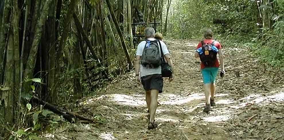 Khao Sok National Park - Jungle Trek