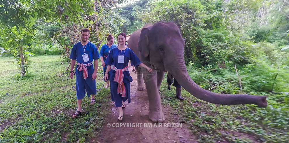 Mae Tang - Elephant Care