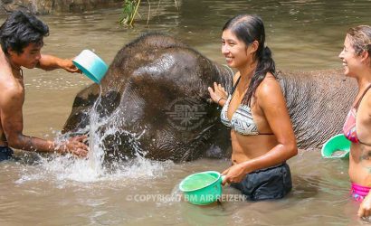 Mae Tang - Elephant Care