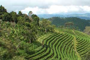 Doi Mae Salong