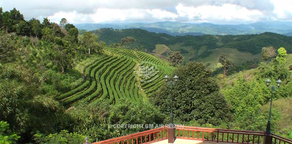 Doi Mae Salong