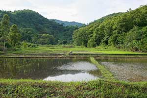 Chiang Mai