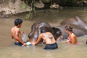 Mae Tang - Elephant Care