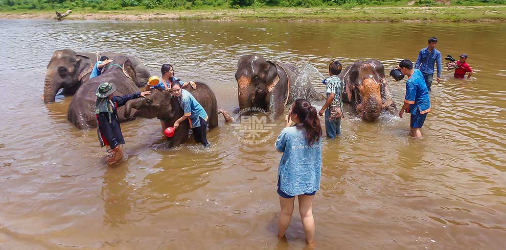 Mae Tang - Elephant Care