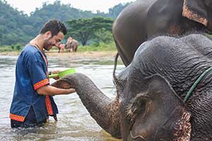 Mae Tang - Elephant Care