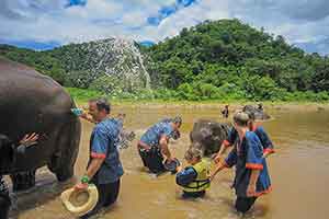 Mae Tang - Elephant Care