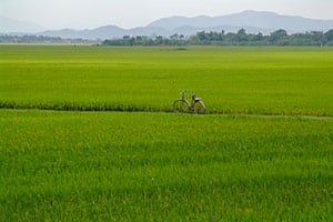 Vietnam - rijstvelden