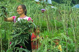 Sapa