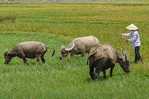 Vietnam - rijstvelden